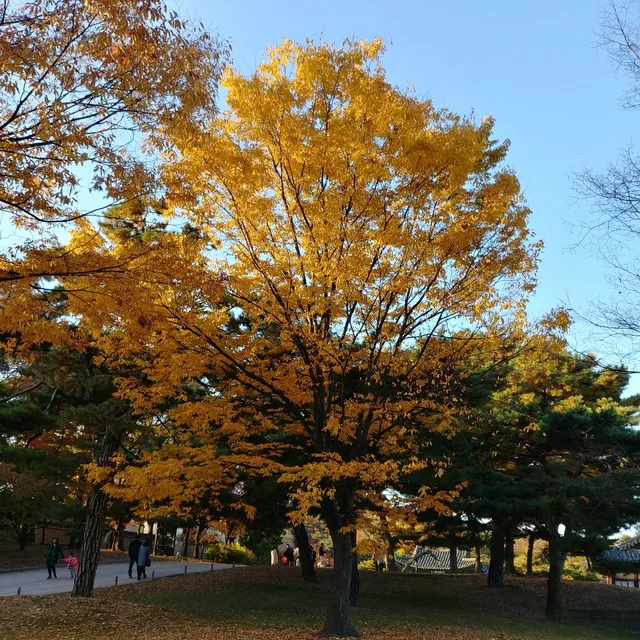 사벨라