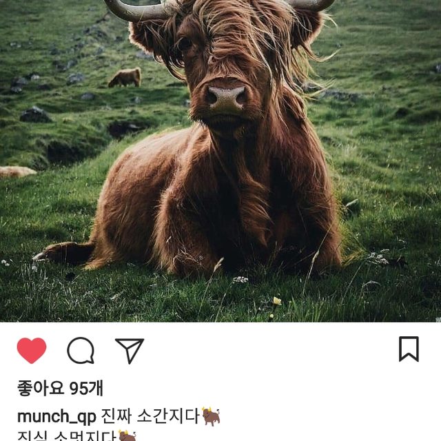 조천비치코머