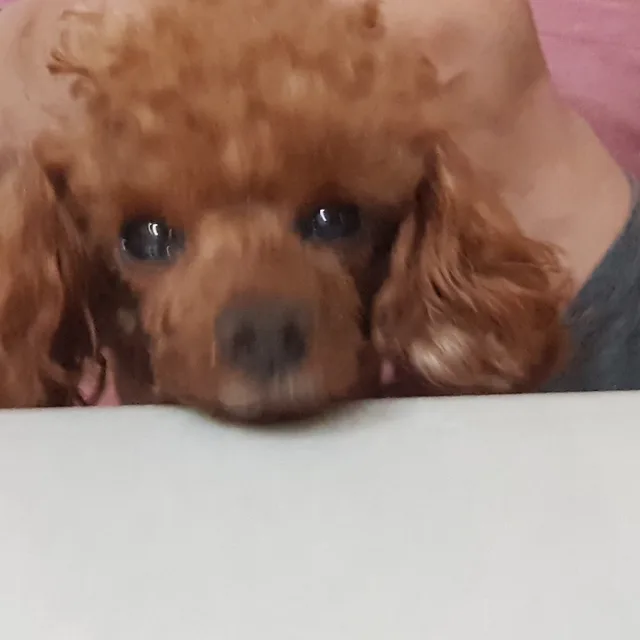 당근당근