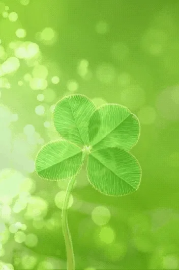 동네clover