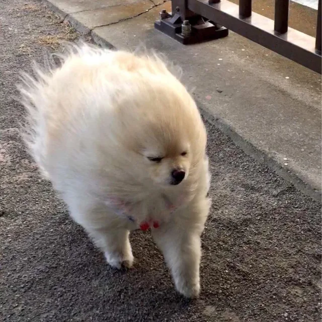 해선