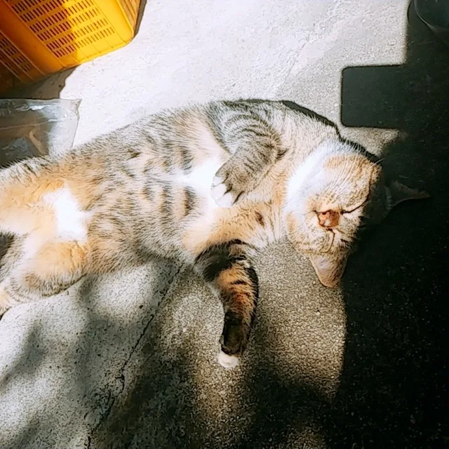 숨끼