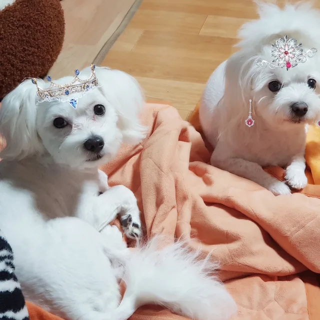 토끼간식