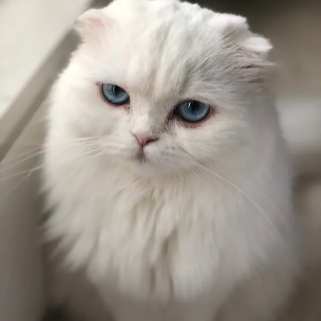 아지니