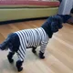 수석이