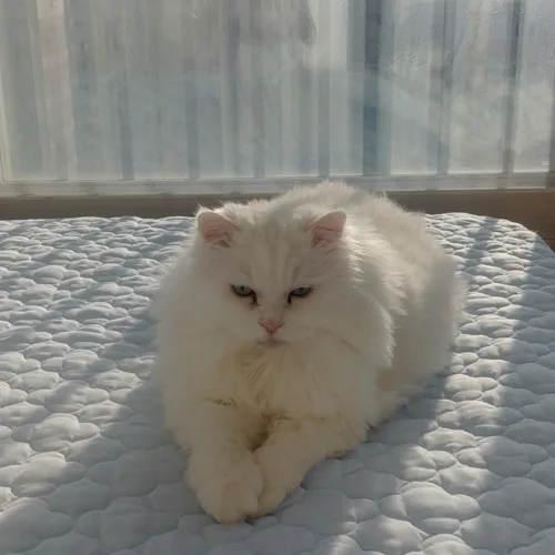 냥냥펀치