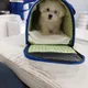 캐리