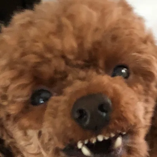 슈피두바