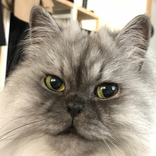마꾸