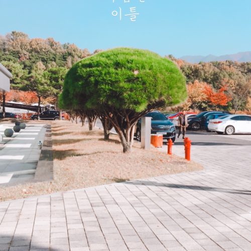 감자왕