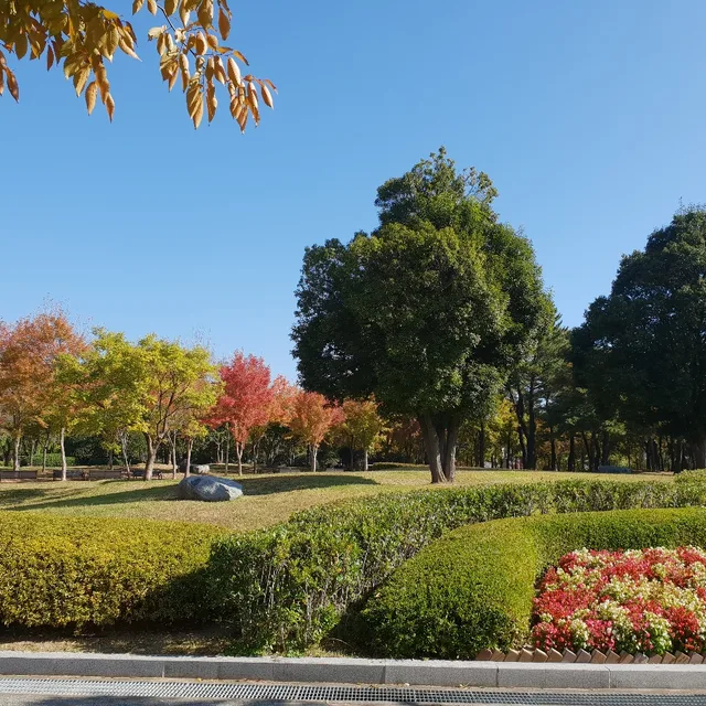 블랙로즈