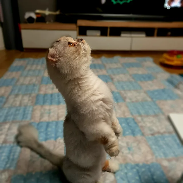 쫄보아빠