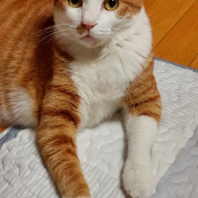 한평범