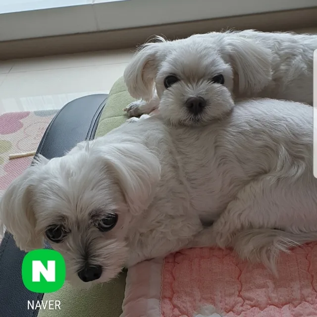 귀염둥이