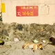 행신동악어새