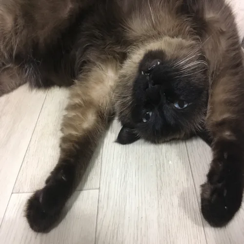 봄이누나