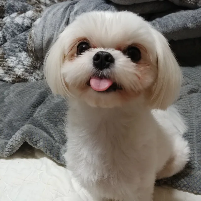 유라유이단이아빠