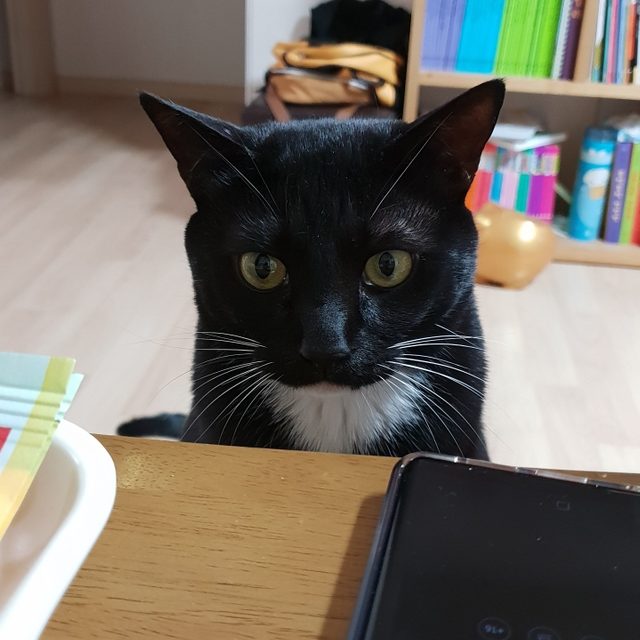 고구마고양이