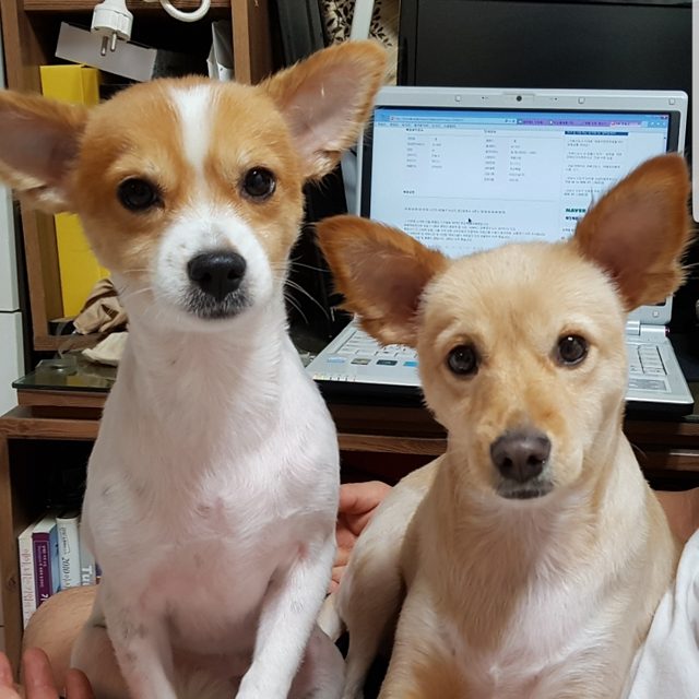 뭉치보리