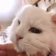 찡보리콩