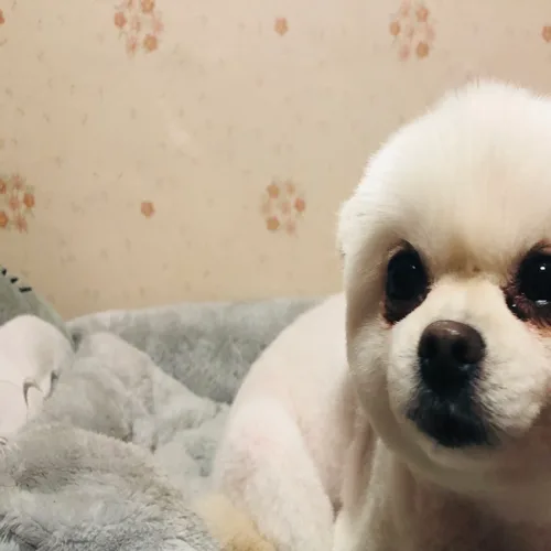 싫어