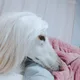 라시도
