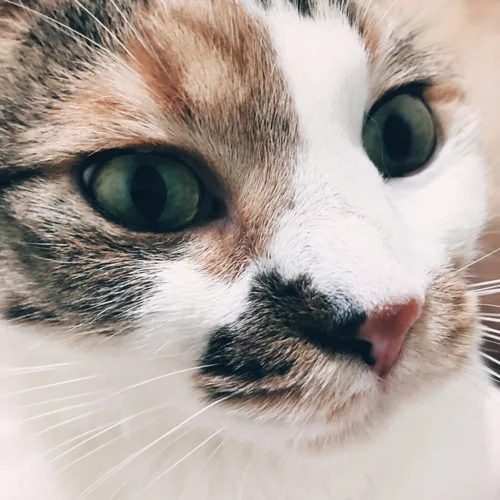 지뀨