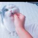코코집사