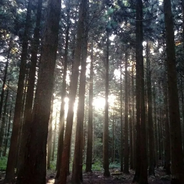 당근좋아