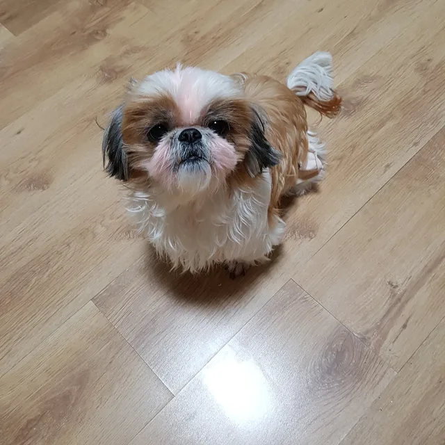 단비