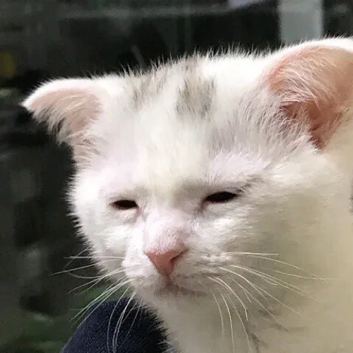 푸름