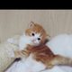 콩이