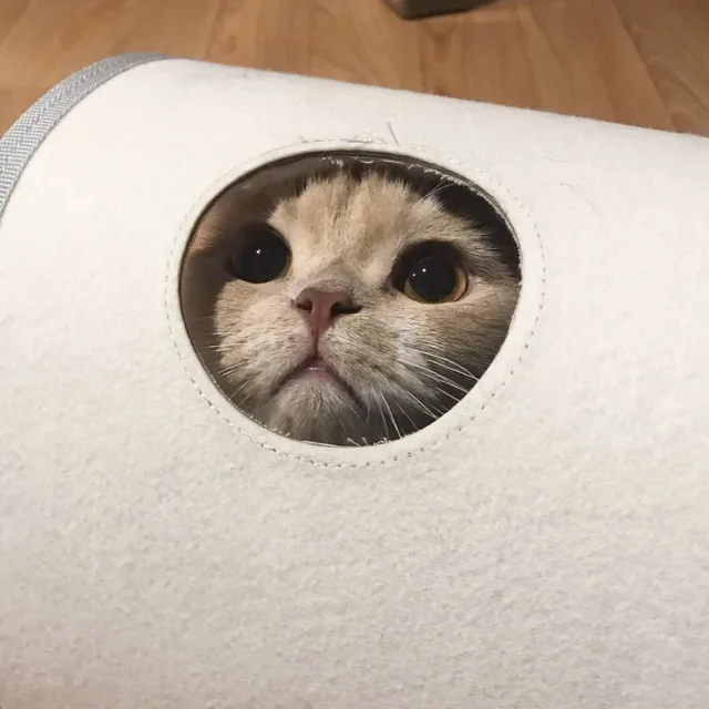 얏호
