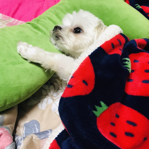 뽀영