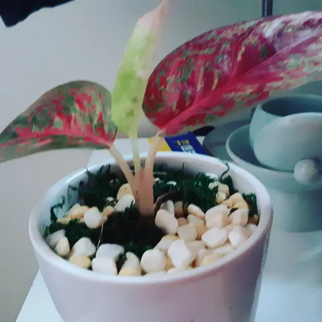 분조장