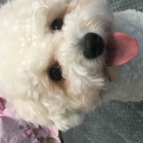 멜로