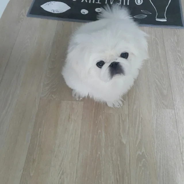 딸기애비