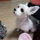 후리지아안개꽃