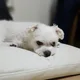 당근오리