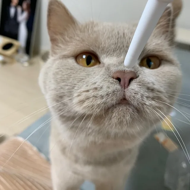 맹고아빠