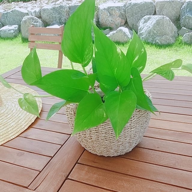 느린마을