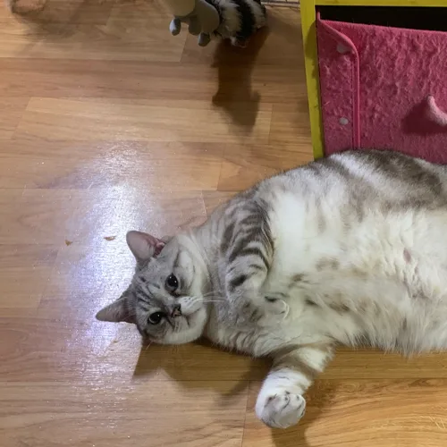 샤를이