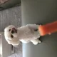 예동이