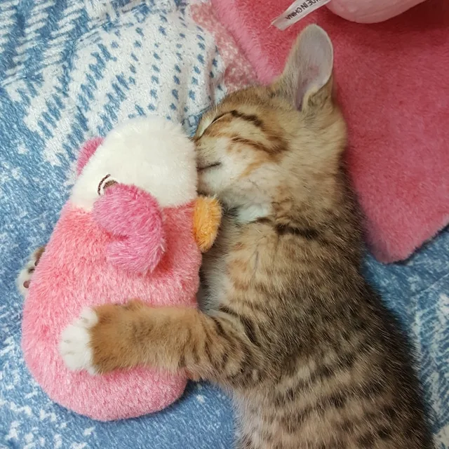 짱아양