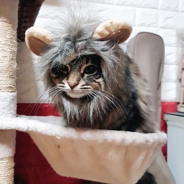 퐁솜솜