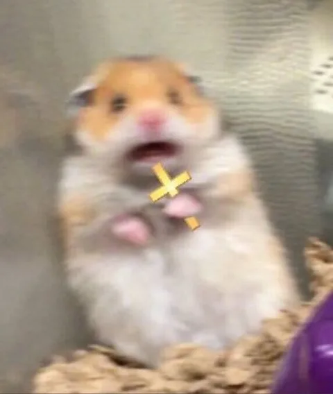 까뿡띠뿡