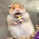 까뿡띠뿡