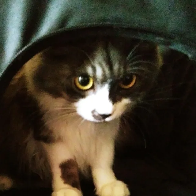 아톰