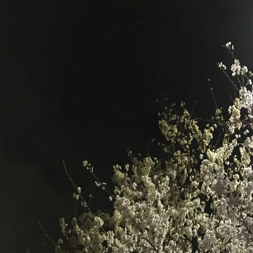 봄처럼