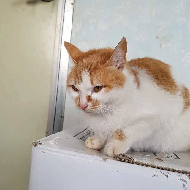 케로롯